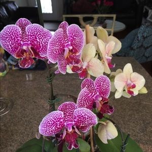 Meet your Posher, Cynthia